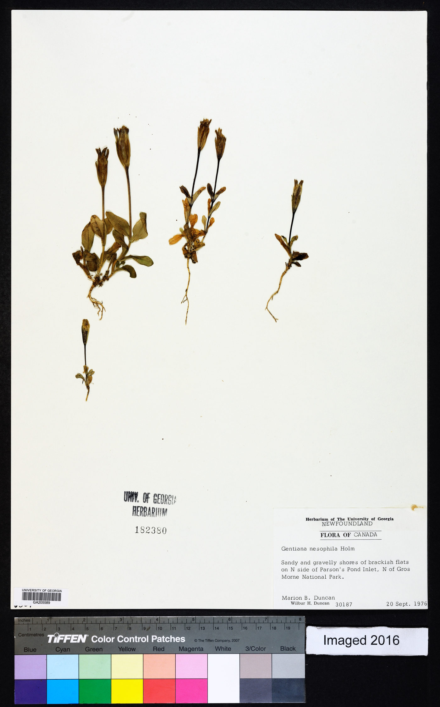 Gentiana nesophila image