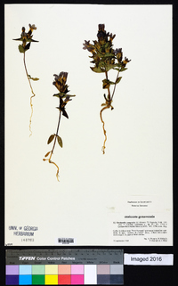 Gentianella campestris image