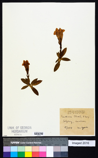 Gentiana clusii image