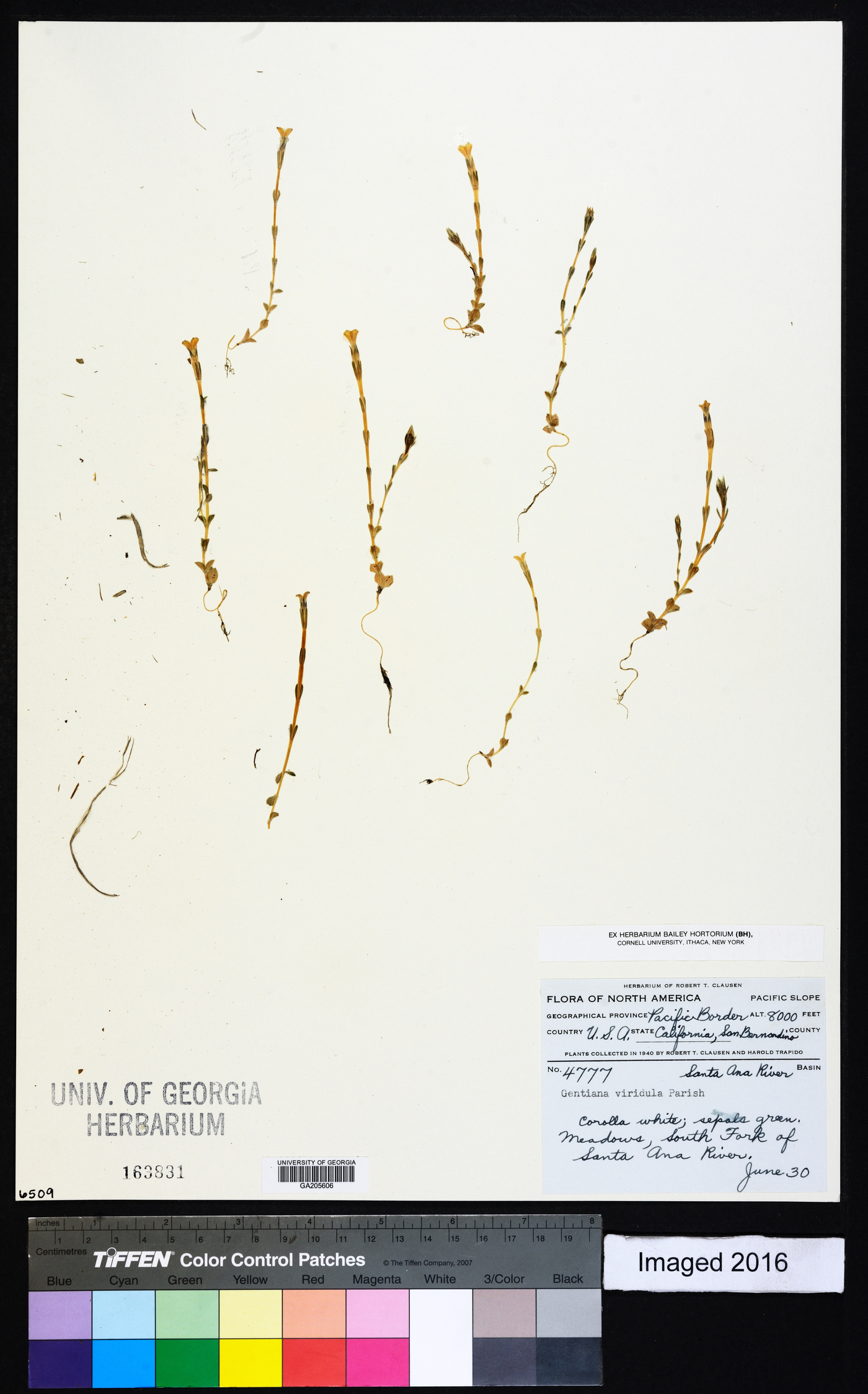 Gentiana viridula image