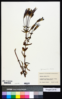 Gentianopsis crinita image