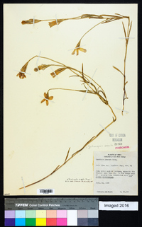 Gentianopsis crinita image