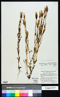 Gentiana victorinii image