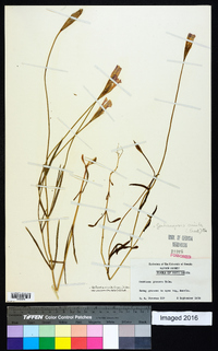 Gentianopsis crinita image