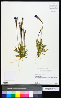 Gentianopsis holopetala image