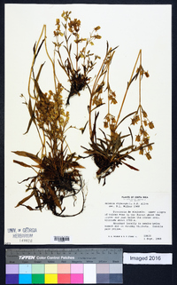 Halenia rhyacophila image