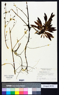 Halenia rhyacophila image