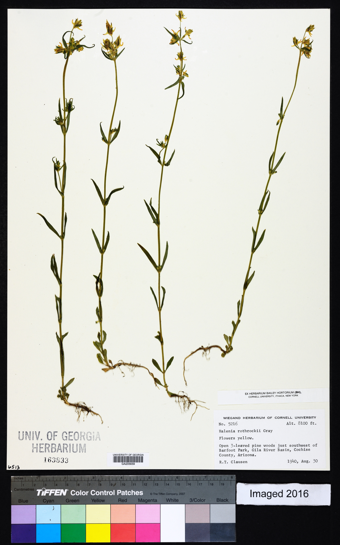 Halenia rothrockii image