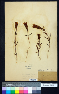 Gentiana pennelliana image