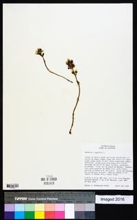 Obolaria virginica image