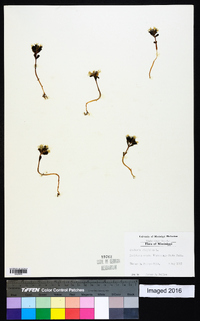 Obolaria virginica image