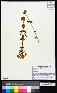 Sabatia angularis image