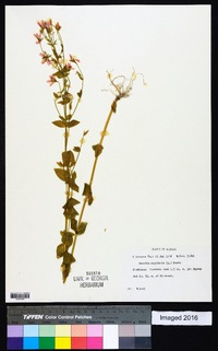 Sabatia angularis image