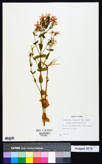 Sabatia angularis image