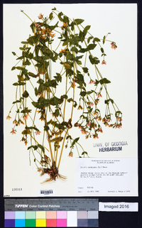 Sabatia angularis image