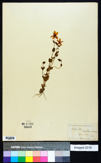 Sabatia angularis image