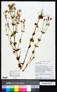 Sabatia angularis image