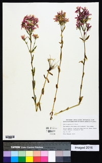 Sabatia angularis image