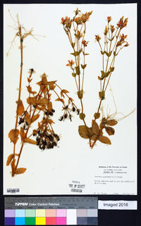 Sabatia angularis image