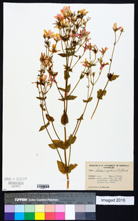 Sabatia angularis image