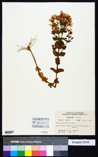 Sabatia angularis image