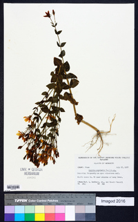 Sabatia angularis image