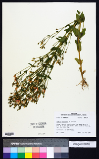 Sabatia angularis image