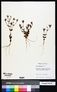 Sabatia arenicola image