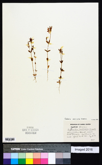 Sabatia arenicola image