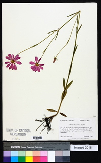 Sabatia bartramii image