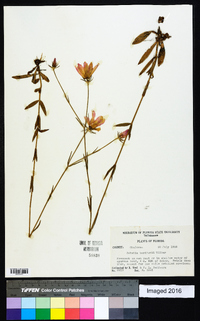 Sabatia bartramii image