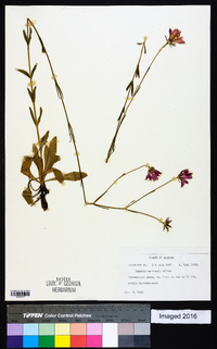 Sabatia bartramii image