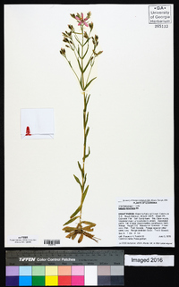 Sabatia brachiata image