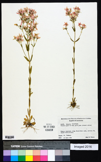 Sabatia brachiata image