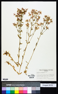 Sabatia brachiata image