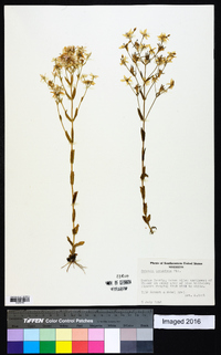 Sabatia brachiata image