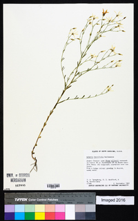 Sabatia brevifolia image