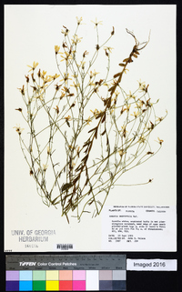 Sabatia brevifolia image