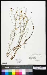 Sabatia brevifolia image
