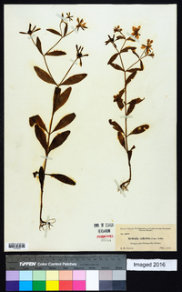 Sabatia calycina image