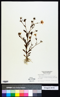 Sabatia calycina image