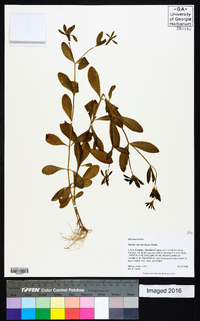 Sabatia calycina image