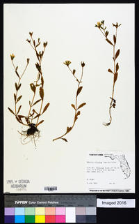 Sabatia calycina image