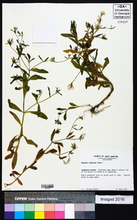 Sabatia calycina image