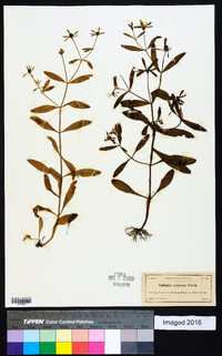 Sabatia calycina image