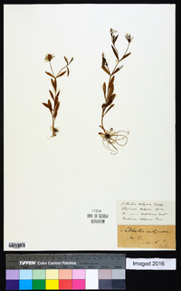 Sabatia calycina image