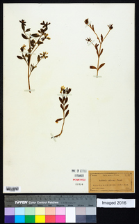 Sabatia calycina image