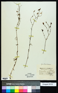 Sabatia campanulata image