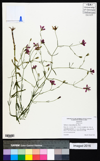 Sabatia campanulata image