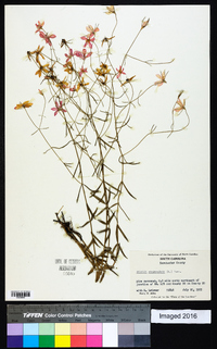 Sabatia campanulata image